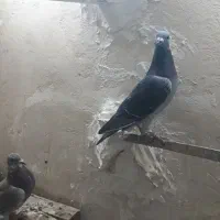 کفتر پلاکی|پرنده|خاوران, |دیوار