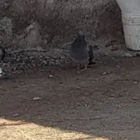 دوبر|پرنده|اردبیل, |دیوار