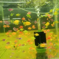 ماهی آکواریوم کالر زبرااسکار پرت مولی آنجل تترا کت|ماهی|تهران, جلیلی|دیوار