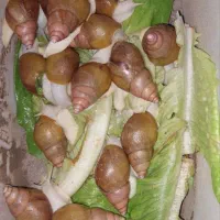 حلزون البینو