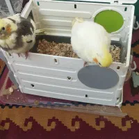 سلام دروددوعددجوجه یک ماهه سریلاگی