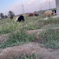 بره برا فروش.دو عدد نر