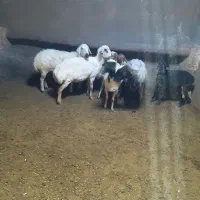 فروش میش