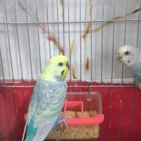 مرغ عشق نروماده رنگ‌خاص