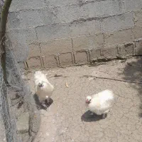 خروس ابریشمی