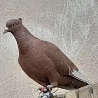 کبوتر نر زرد