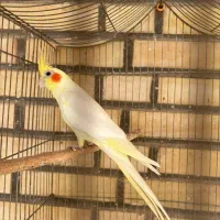 عروس هلندی نر لوتینیو|پرنده|شوشتر, |دیوار