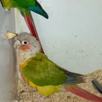 جفت گرینچیک کار داده