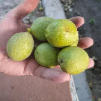 گردوی تازه