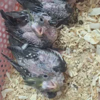 جوجه سرلاکی عروس هلندی