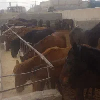 خرید و فروش اسب پالونی