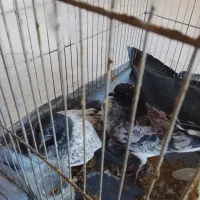 کبوتر|پرنده|شهر ری, دیلمان|دیوار