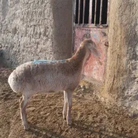 بره ماده چینی قشنگ|حیوانات مزرعه|تربت جام, جامرود|دیوار