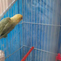 جوجه کوتوله دونخور