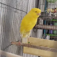 قناریه نر رسمی بلند مست