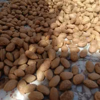 فروش بادوم درشت تازه|خوردنی و آشامیدنی|شیراز, آزادی|دیوار