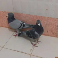 سبز سار|پرنده|شیروان (خراسان), |دیوار