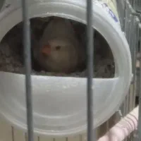 فنج گینگ مولد کارداده و جوان