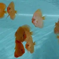 ماهی ردلاین و دیسکس|ماهی|مشهد, خواجه ربیع|دیوار