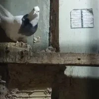 طوقی|پرنده|مهریز, |دیوار