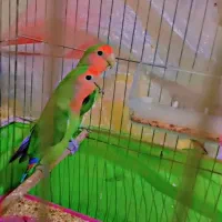 طوطی برزیلی|پرنده|سوسنگرد, |دیوار