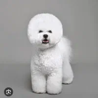 سگ نژاد بیشون فرایز وارداتی از روسیه|سگ|تهران, پونک|دیوار