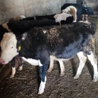 فروش گوساله سمینتال|حیوانات مزرعه|بستان آباد, |دیوار