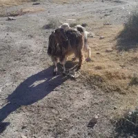 بزغاله نر وماده|حیوانات مزرعه|اهر, |دیوار