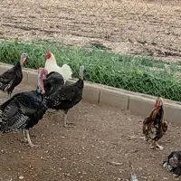 بوقلمون های بالغ محلی تخمگذار سالم