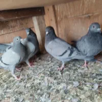 کبوتر مسافتی و پلاکی وکله دم سبز|پرنده|فردیس, شهرک شهید حسینی|دیوار