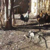 مرغ گلین نیمچه و لاری گلین|حیوانات مزرعه|رفسنجان, |دیوار