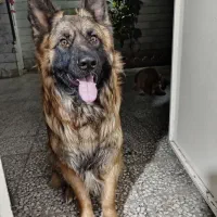 گم شدن سگ ژرمن نر|سگ|ری, علایین|دیوار