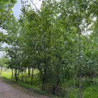 ۳۳۵متر/۲بر/باغی/منگوده