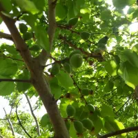 پونصدو-پنجاه-متر-باغچه-چهار-دیواری