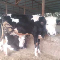 گاو نر