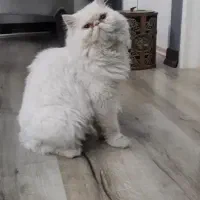 گربه پرشین ماده سوپر فلت