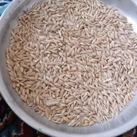 فروشی جو درجه یک