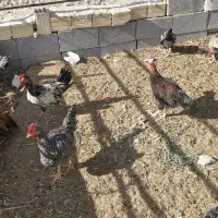 جوجه خروس محلی اصل داروئی