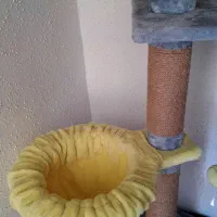 درخت گربه برند پتاژه|لوازم جانبی حیوانات|صومعهسرا, |دیوار