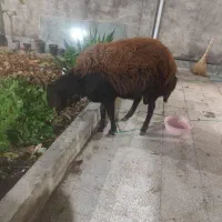 فوج نر شیشک