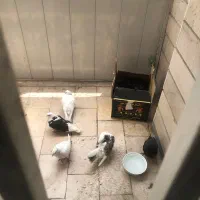 کفتر و کبوتر