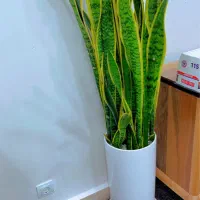 گل طبیعی سانسوری