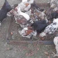 مرغ و خروس گلین توتک و نیمچه خروس