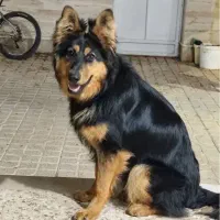 سگ ژرمن شیپرد اصیل