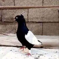 دو جفت کفتر  نامبروان