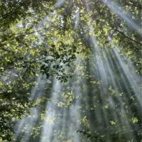 1000متر-باغ-مشجر-میدان-نماز-رضی-اباد-سند-تک-برگ