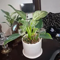 گل و گیاه زینتی