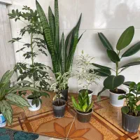 گل و گیاه آپارتمانی