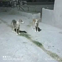 توله جفت نرهمقال|سگ|آبکوه, |دیوار