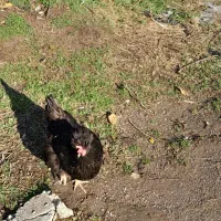 غازمحلی(کومه ای)مرغوخروس محلی